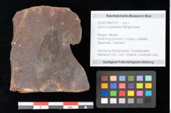Foto (Objekt + Etikett) von Quercus palaeoilex Ettingshausen (NHMW-GEO-2024-0188-0797)